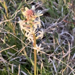 Stackhousia monogyna at Chifley, ACT - 21 Sep 2021 05:38 PM