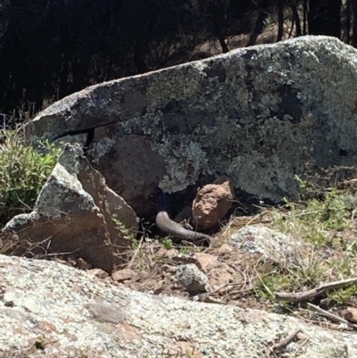 Egernia cunninghami (Cunningham's Skink) at Tuggeranong DC, ACT - 11 Sep 2021 by George