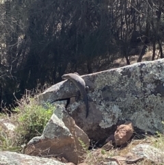 Egernia cunninghami at Tuggeranong DC, ACT - 12 Sep 2021