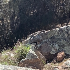 Egernia cunninghami at Tuggeranong DC, ACT - 12 Sep 2021