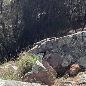 Egernia cunninghami at Tuggeranong DC, ACT - 12 Sep 2021