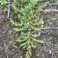 Acrotriche serrulata at Downer, ACT - 17 Sep 2021