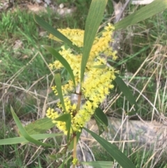 Acacia longifolia subsp. longifolia (Sydney Golden Wattle) at Aranda Bushland - 17 Sep 2021 by NedJohnston