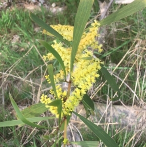 Acacia longifolia subsp. longifolia at Aranda, ACT - 17 Sep 2021 03:21 PM