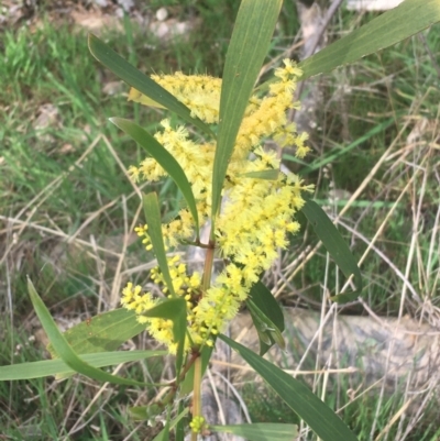 Acacia longifolia subsp. longifolia (Sydney Golden Wattle) at Aranda, ACT - 17 Sep 2021 by Ned_Johnston