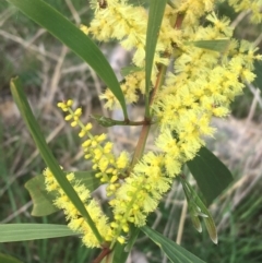 Acacia longifolia subsp. longifolia at Aranda, ACT - 17 Sep 2021 03:21 PM