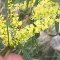 Acacia longifolia subsp. longifolia at Aranda, ACT - 17 Sep 2021