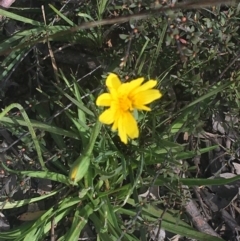 Microseris walteri (Yam Daisy, Murnong) at Downer, ACT - 17 Sep 2021 by Ned_Johnston