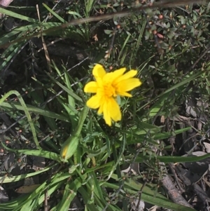 Microseris walteri at Downer, ACT - 17 Sep 2021 03:25 PM