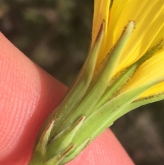 Microseris walteri at Downer, ACT - 17 Sep 2021 03:25 PM