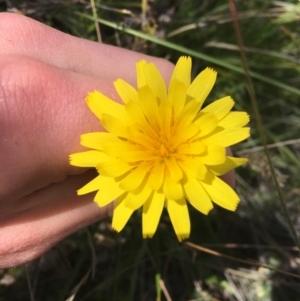 Microseris walteri at Downer, ACT - 20 Sep 2021