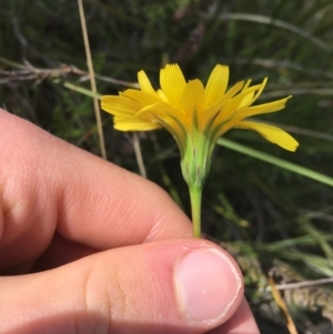 Microseris walteri at Downer, ACT - 20 Sep 2021 10:32 AM