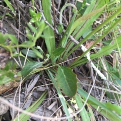 Microseris walteri at Downer, ACT - 20 Sep 2021