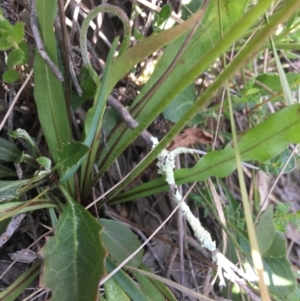 Microseris walteri at Downer, ACT - 20 Sep 2021 10:32 AM