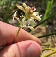 Stackhousia monogyna (Creamy Candles) at Downer, ACT - 20 Sep 2021 by Ned_Johnston