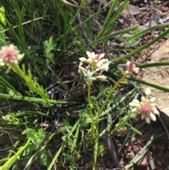 Stackhousia monogyna at Downer, ACT - 20 Sep 2021