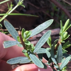 Pimelea linifolia at Downer, ACT - 20 Sep 2021 10:47 AM