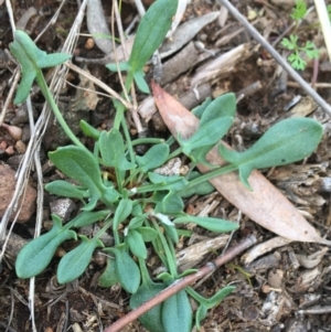 Rumex acetosella at Downer, ACT - 20 Sep 2021 10:48 AM