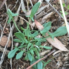 Rumex acetosella at Downer, ACT - 20 Sep 2021 10:48 AM