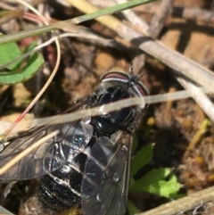 Tabanidae (family) (Unidentified march or horse fly) at Mount Majura - 20 Sep 2021 by Ned_Johnston