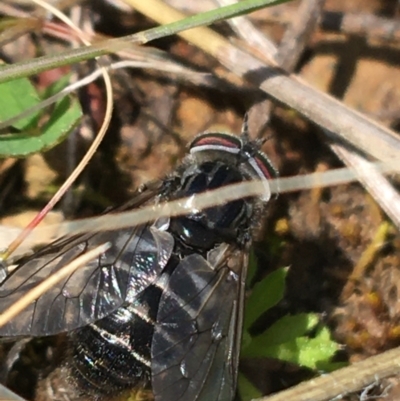 Tabanidae (family) (Unidentified march or horse fly) at Hackett, ACT - 20 Sep 2021 by NedJohnston