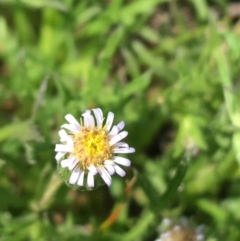 Vittadinia muelleri (Narrow-leafed New Holland Daisy) at Hackett, ACT - 20 Sep 2021 by Ned_Johnston