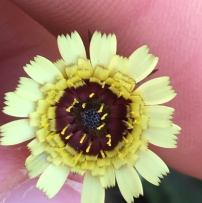 Tolpis barbata (Yellow Hawkweed) at Hackett, ACT - 20 Sep 2021 by NedJohnston