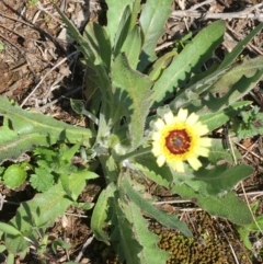 Tolpis barbata at Hackett, ACT - 20 Sep 2021 10:30 AM