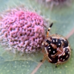 Anischys sp. (genus) (Unidentified Anischys bug) at Holt, ACT - 21 Sep 2021 by Simonster