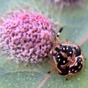 Anischys sp. (genus) at Holt, ACT - 21 Sep 2021