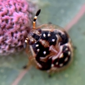 Anischys sp. (genus) at Holt, ACT - 21 Sep 2021