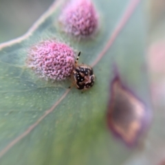 Anischys sp. (genus) at Holt, ACT - 21 Sep 2021