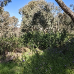 Solanum linearifolium at Hawker, ACT - 21 Sep 2021