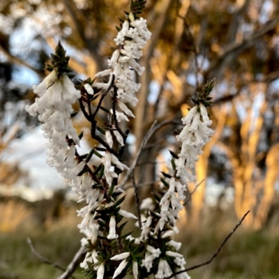 Styphelia fletcheri subsp. brevisepala (Twin Flower Beard-Heath) at Googong, NSW - 21 Sep 2021 by Wandiyali