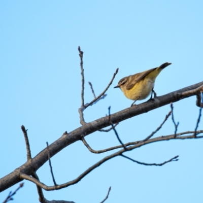 Acanthiza chrysorrhoa (Yellow-rumped Thornbill) at Ngunnawal, ACT - 21 Sep 2021 by JoAllton