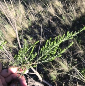 Cassinia sifton at Farrer, ACT - 18 Sep 2021