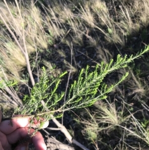 Cassinia sifton at Farrer, ACT - 18 Sep 2021