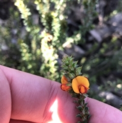 Pultenaea procumbens (Bush Pea) at Farrer Ridge - 18 Sep 2021 by Tapirlord