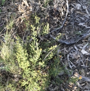 Pultenaea procumbens at Farrer, ACT - 18 Sep 2021