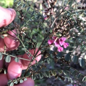 Indigofera adesmiifolia at Farrer, ACT - 18 Sep 2021