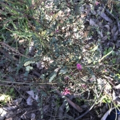 Indigofera adesmiifolia at Farrer, ACT - 18 Sep 2021