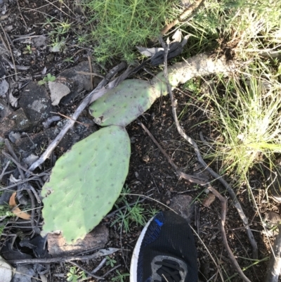 Opuntia stricta (Common Prickly Pear) at Farrer, ACT - 18 Sep 2021 by Tapirlord