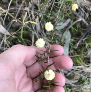 Acacia ulicifolia at Tuggeranong DC, ACT - 18 Sep 2021