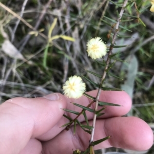 Acacia ulicifolia at Tuggeranong DC, ACT - 18 Sep 2021 04:17 PM