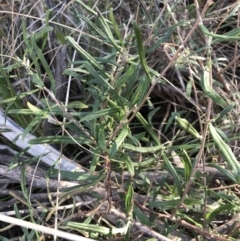 Billardiera scandens at Tuggeranong DC, ACT - 18 Sep 2021 04:12 PM