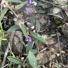 Hovea heterophylla (Common Hovea) at Tuggeranong DC, ACT - 18 Sep 2021 by Tapirlord