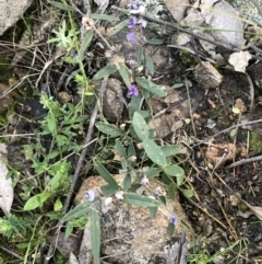 Hovea heterophylla at Tuggeranong DC, ACT - 18 Sep 2021