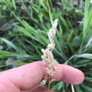 Holcus lanatus at Tuggeranong DC, ACT - 18 Sep 2021 03:41 PM