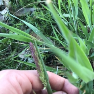 Holcus lanatus at Tuggeranong DC, ACT - 18 Sep 2021