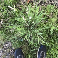 Holcus lanatus at Tuggeranong DC, ACT - 18 Sep 2021